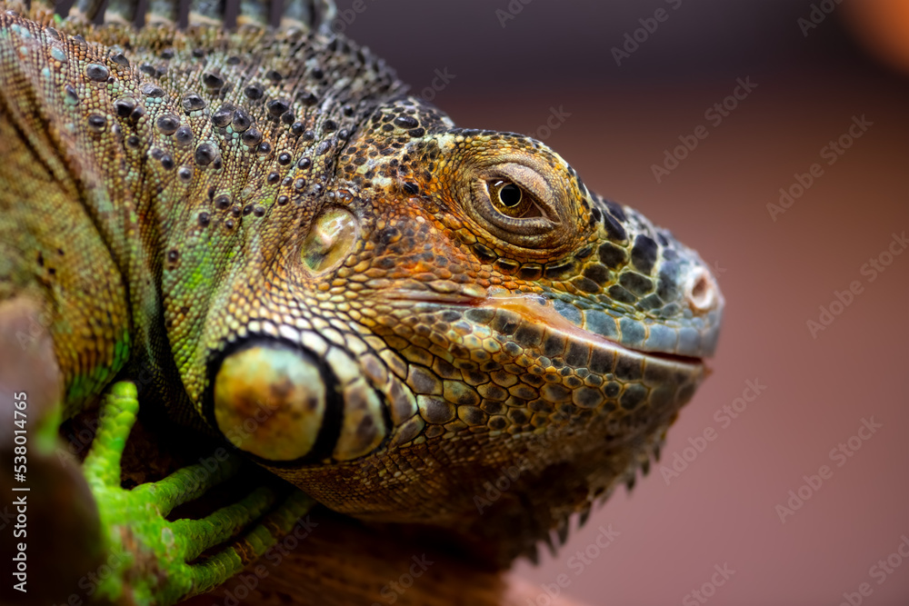 Iguana is a genus of herbivorous lizards that are native to tropical areas. Macro close up portrait of urtypical lizard with colorful brownish green skin and protuberant eye and blurred background. Iguana is a genus of herbivorous lizards that are native to tropical areas. Macro close up portrait of urtypical lizard with colorful brownish green skin and protuberant eye and blurred background.