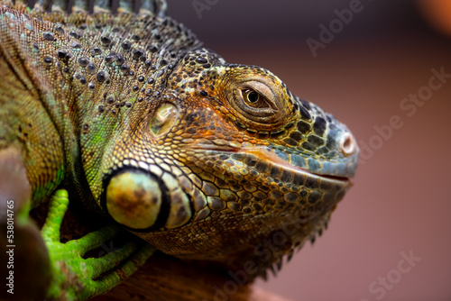 Iguana is a genus of herbivorous lizards that are native to tropical areas. Macro close up portrait of urtypical lizard with colorful brownish green skin and protuberant eye and blurred background. photo