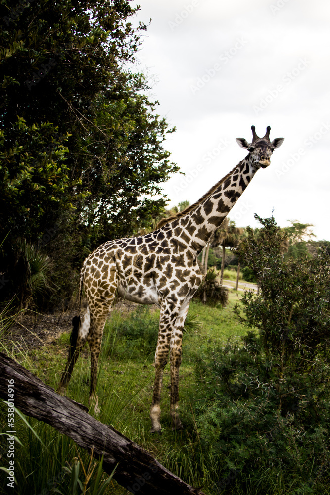Obraz premium A giraffe standing tall in its natural habitat. 