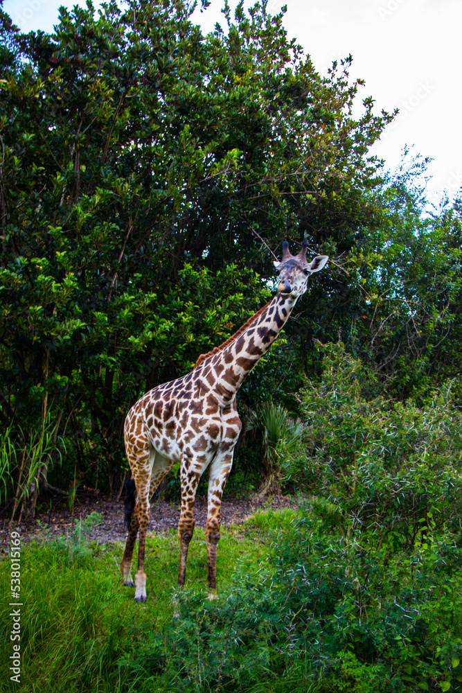 A giraffe standing tall in its natural habitat. A giraffe standing tall in its natural habitat.