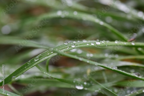 Forest or meadow grass with droplets after rain. Natural phenomena and flora.