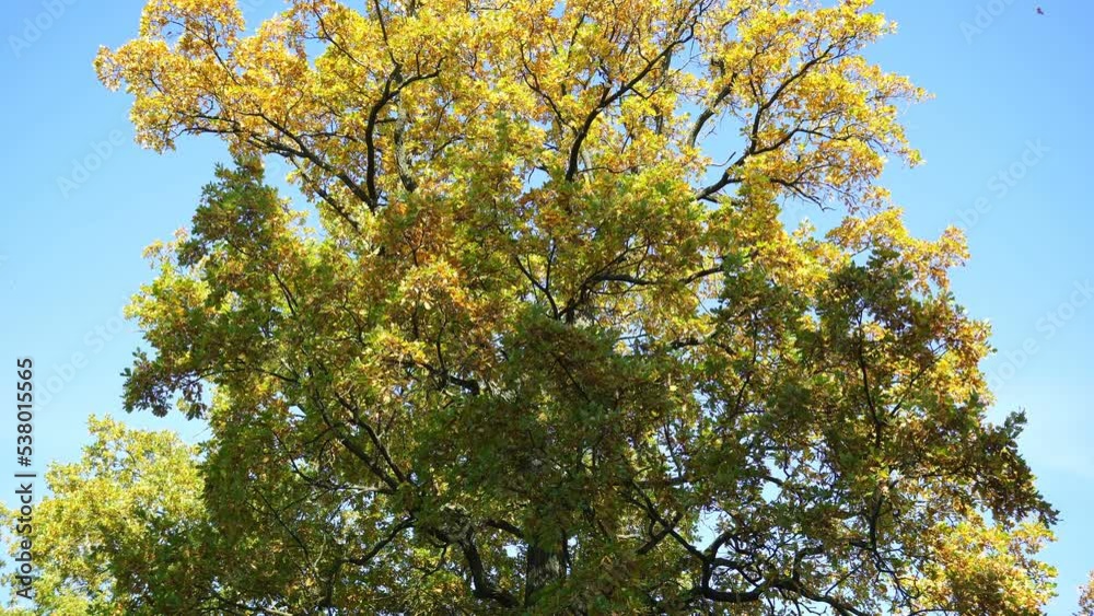 The golden autumn has come, the leaves of the oak trees have begun to be covered with yellow colors. The golden autumn has come, the leaves of the oak trees have begun to be covered with yellow colors.