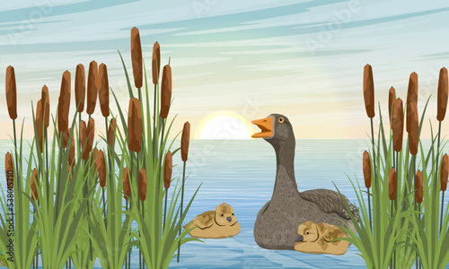 A Greylag goose and goslings swim across the lake in the thickets of reeds. Summer outside the city. Domestic and farm birds. Realistic vector landscape
