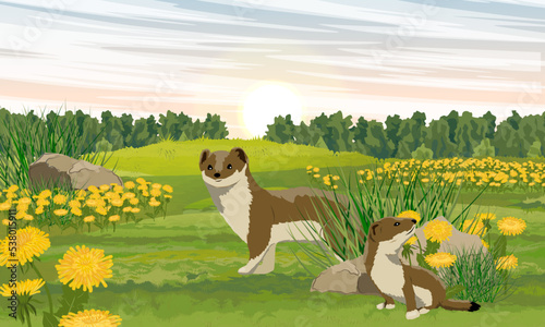 Summer brown ermine and her cub in a meadow with dandelion. Wild animals of the arctic. Mustela erminea. Realistic vector landscape