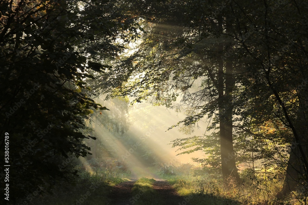 Obraz premium The sun's rays fall on a forest path on a foggy autumn morning