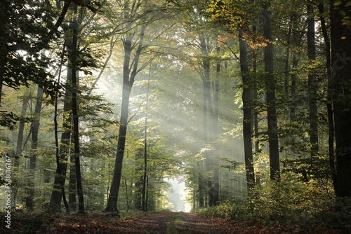 A path through a deciduous forest with the rays of the sun between beech trees on a foggy autumn morning photo