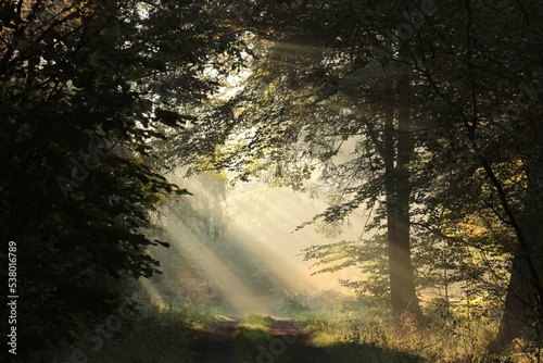 The sun's rays fall on a forest path on a foggy autumn morning