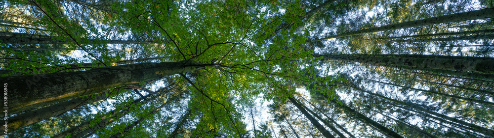 Forest landscape panorama background - Beech trees in the forest, perspective from below Forest landscape panorama background - Beech trees in the forest, perspective from below