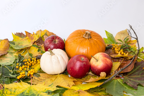 autumn still life with pumpkins and apples