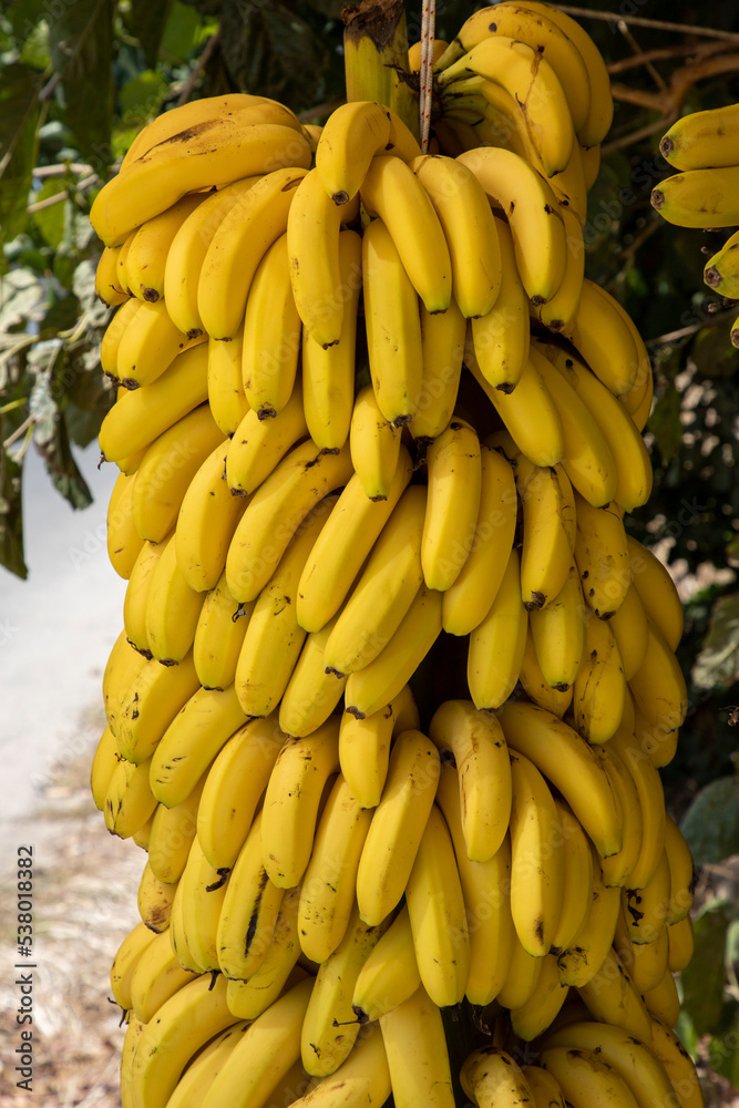antalya alanya banana trees and banana image
