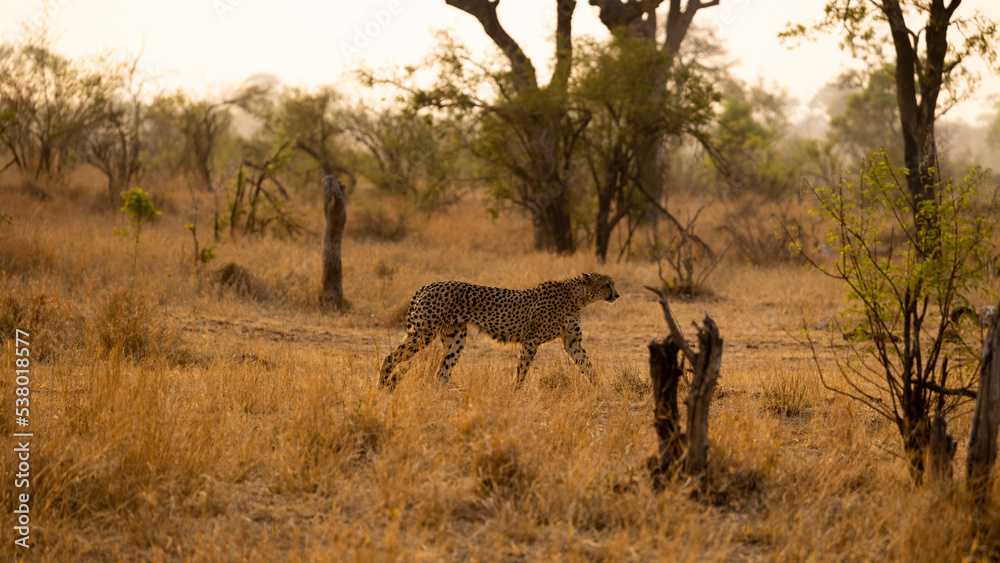 A cheetah walking in the wild A cheetah walking in the wild