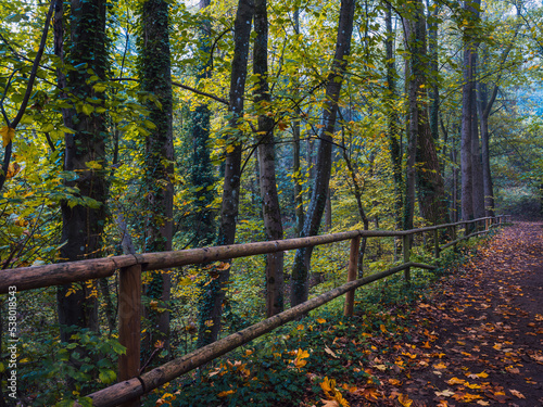In Marburg, Wald und Herbstlicht, schöne Farben