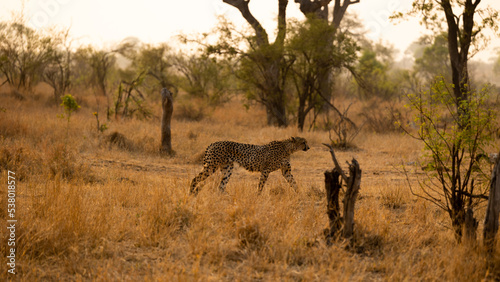 Fototapeta Naklejka Na Ścianę i Meble -  A cheetah walking in the wild