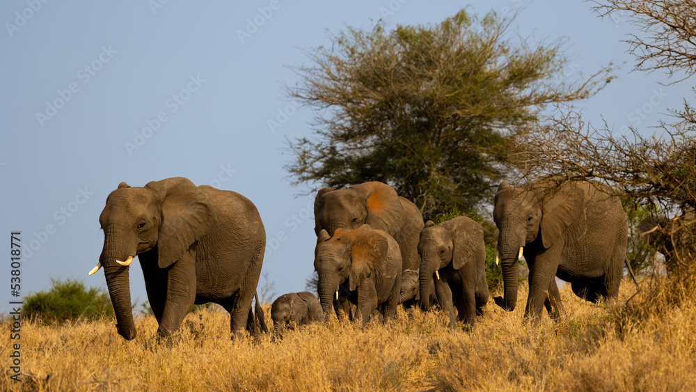 a breeding herd of African Elephants on the  move