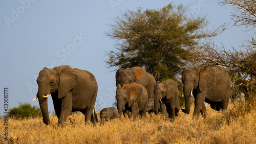 a breeding herd of African Elephants on the  move