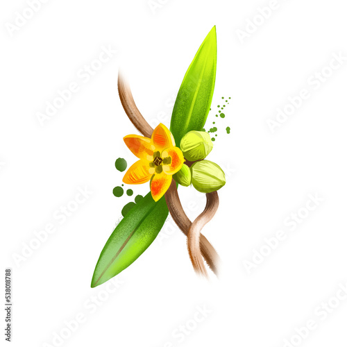 Anantamul - Hemidesmus indicus ayurvedic herb, flower. digital art illustration with text isolated on white. Healthy organic spa plant used in treatment, for preparation medicines for natural usages