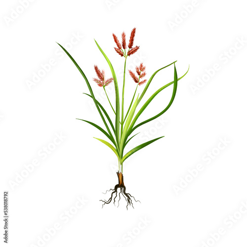 Nagarmotha - Cyperus rotundus ayurvedic herb, flower. digital art illustration with text isolated on white. Healthy organic spa plant widely used in treatment, preparation medicines for natural usages