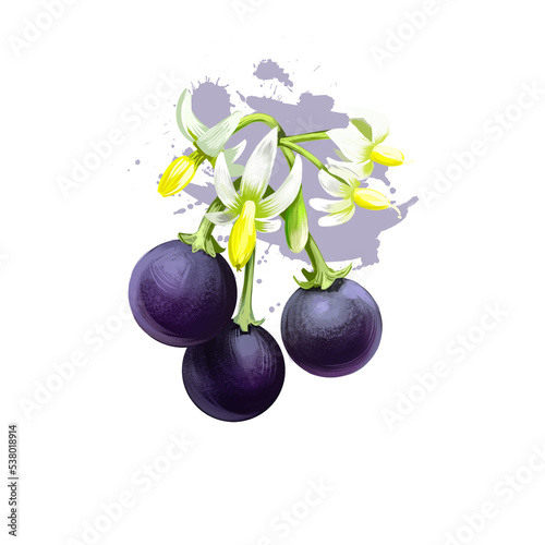 Kakmachi - Solanum Nigrum ayurvedic herb, berries and blossom. digital art illustration with text isolated on white. Healthy organic spa plant used in treatment, preparation medicines, natural usages