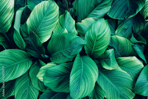 Full Frame of Green Leaves Pattern Background  Nature Lush Foliage Leaf Texture  tropical leaf