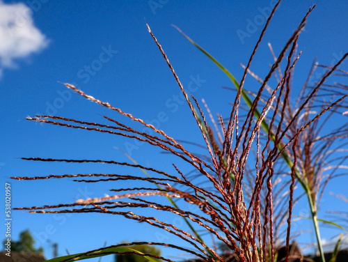 Close-up of grass flower, miscanthus sinensis zebrinus, on a blue sky background. photo