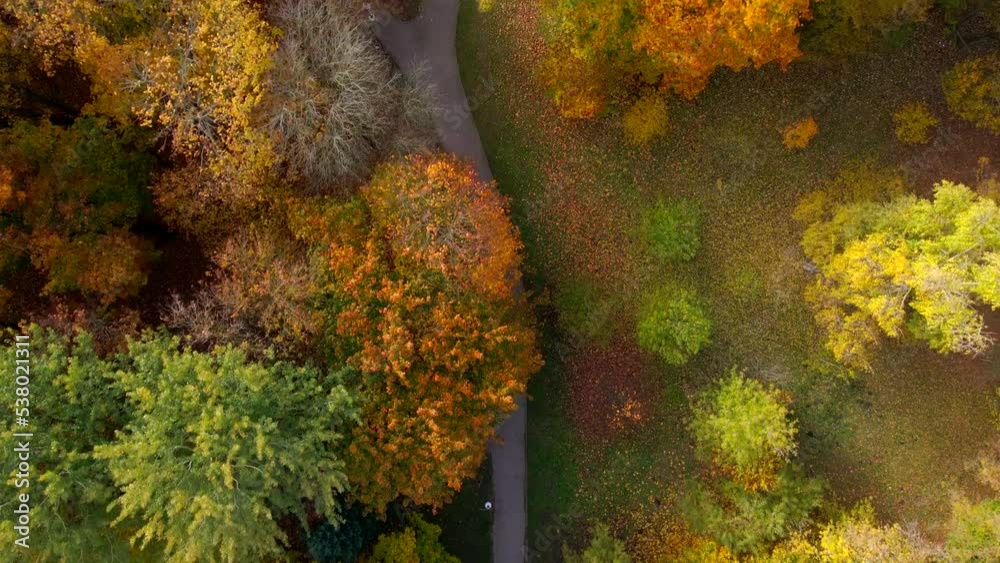 custom made wallpaper toronto digitalDrone flying over a city park with bright autumn leaves.