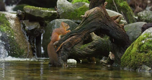 Beautiful red squirrel eating nuts at tree trunk in the water