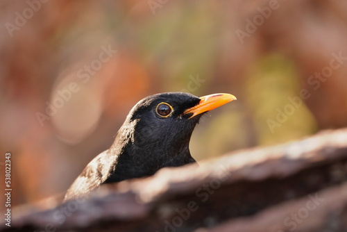 Closeup portrait og a blacbird male. Autumn scene with a black  bird. Turdus merula. photo