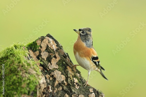 A brambling sitting on the tree stump. Portrait of a finch. (Fringilla montifringilla