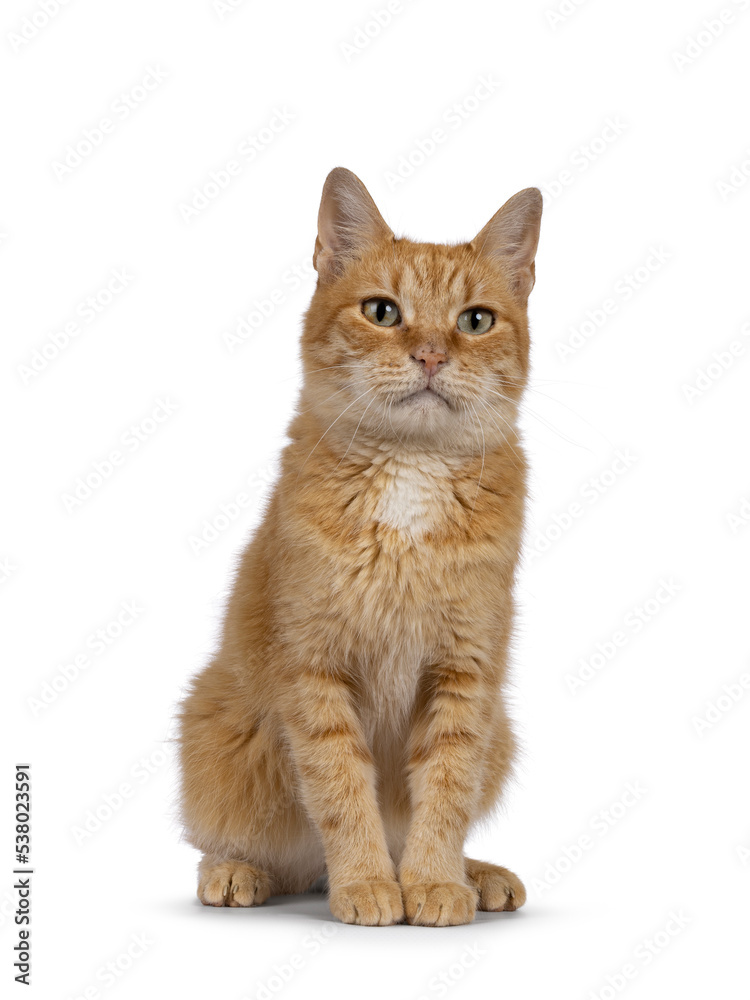 Adult sweet red house cat, sitting up facing front. Looking beside and away from camera with beautiful green eyes. Isolated on a white background. Adult sweet red house cat, sitting up facing front. Looking beside and away from camera with beautiful green eyes. Isolated on a white background.