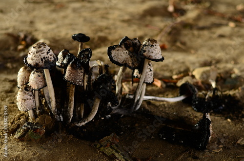 Poisonous mushrooms growing under the trees in the garden photo