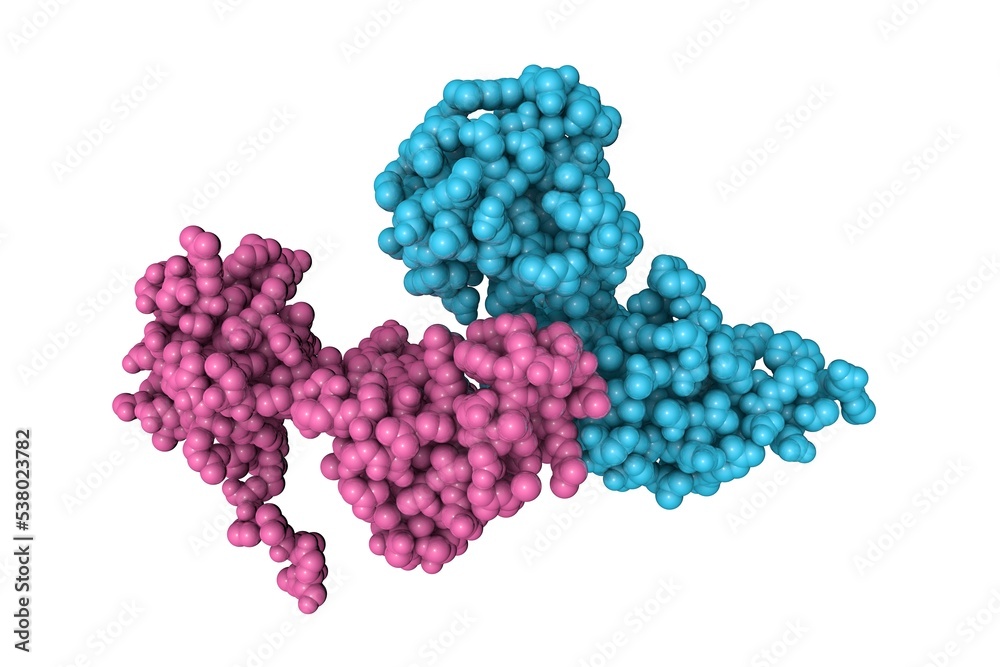 Recombinant human calcyphosine, a novel EF-hand-containing protein. Space-filling molecular model. Rendering with differently colored protein chains based on protein data bank. 3d illustration Recombinant human calcyphosine, a novel EF-hand-containing protein. Space-filling molecular model. Rendering with differently colored protein chains based on protein data bank. 3d illustration