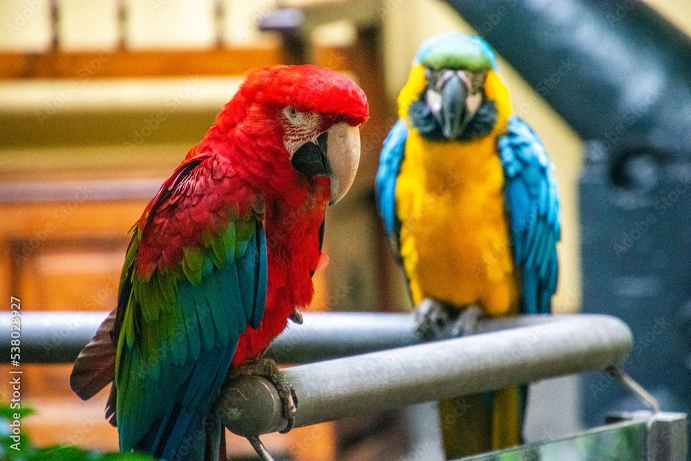 colorful toucan birds