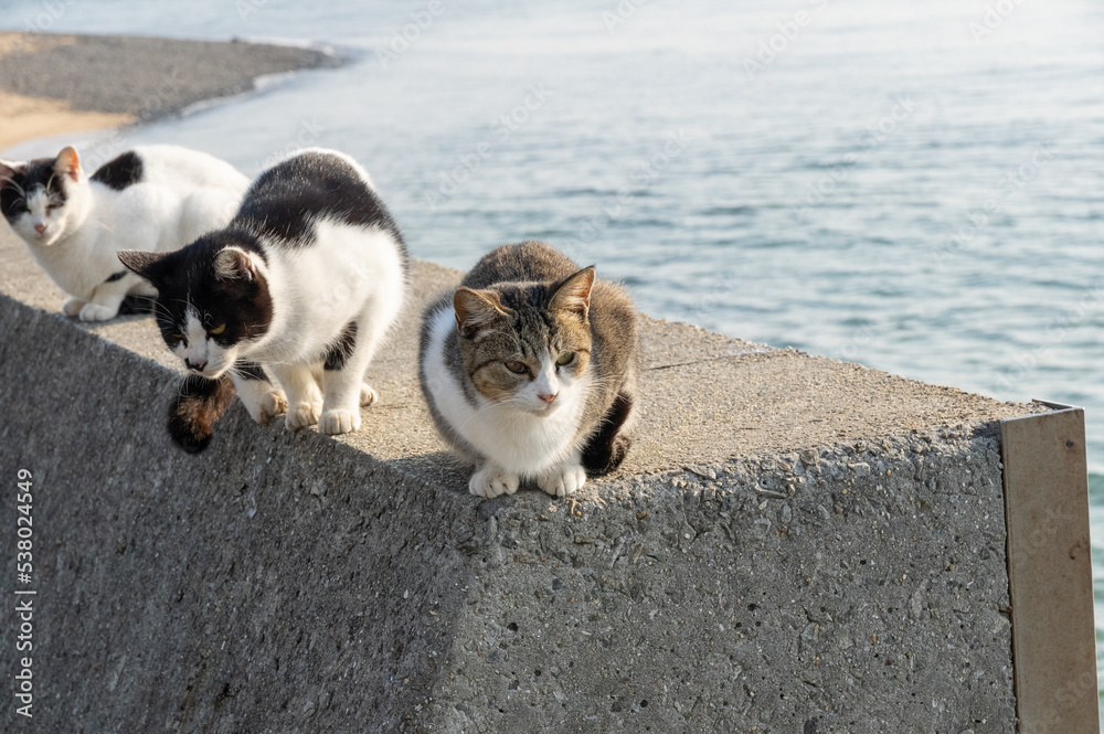 くつろぐ猫たち