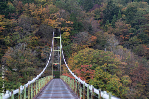 紅葉と吊り橋　静岡県