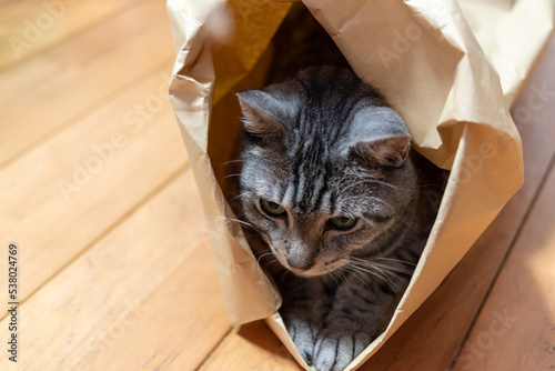 紙袋に入った猫 サバトラ猫