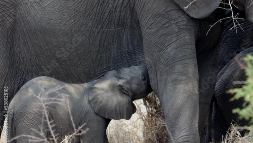 African elephant calf suckling from the mother