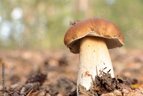 Beautiful porcini mushroom growing in forest on autumn day, space for text