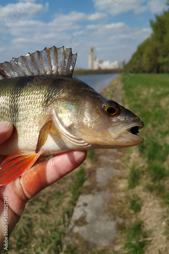 Fototapeta Naklejka Na Ścianę i Meble -  Spring fishing on the river, catch.
