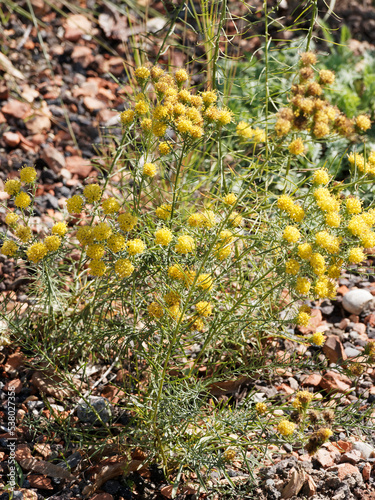 Aster lynosyris ou Galatella linosyris -  à floraison jaune en corymbes, corolles quinquéfides, bractées et akènes velus sur tiges dressées au feuillage étroit