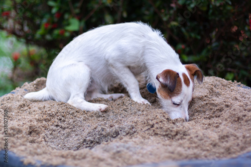 Dog Jack Russell digs in bucket of sand. Shallow depth of field. Horizontal.