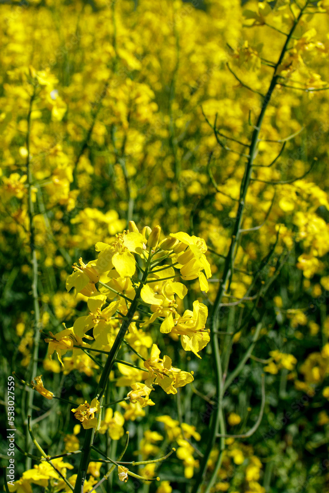 Close up blooming rapeseedin agricultural field. Rapeseed is grown for the production of animal feeds, vegetable oils and biodiesel Close up blooming rapeseedin agricultural field. Rapeseed is grown for the production of animal feeds, vegetable oils and biodiesel
