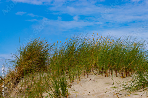 Fototapeta Naklejka Na Ścianę i Meble -  Close up of beach or marram grass, also called Ammophila arenaria or Strandhafer
