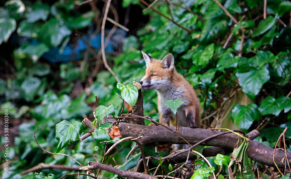 Urban fox cubs exploring in the garden