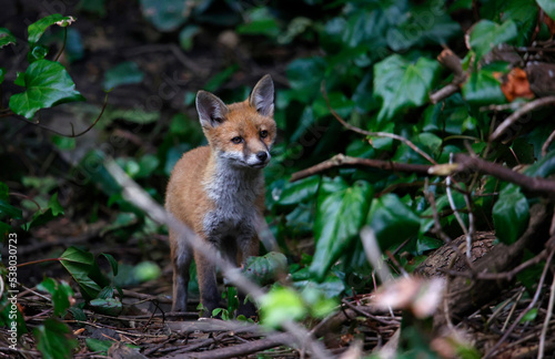 Urban fox cubs exploring in the garden
