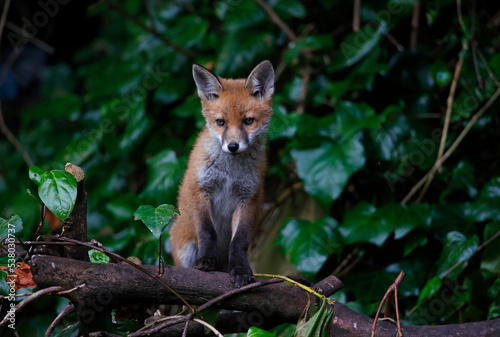 Urban fox cubs exploring in the garden