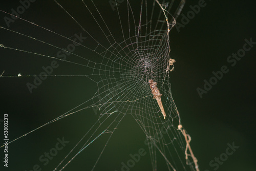 A beautiful frosted spider web, The spider web (cobweb) closeup background. Close-up Of Spider Weaving Web In Forest