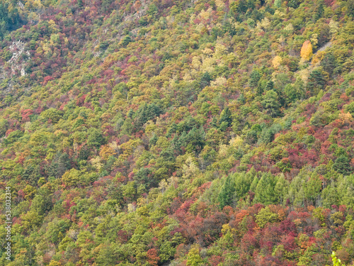 Herbstwald in Südtirol bei Naturns © RS.Foto