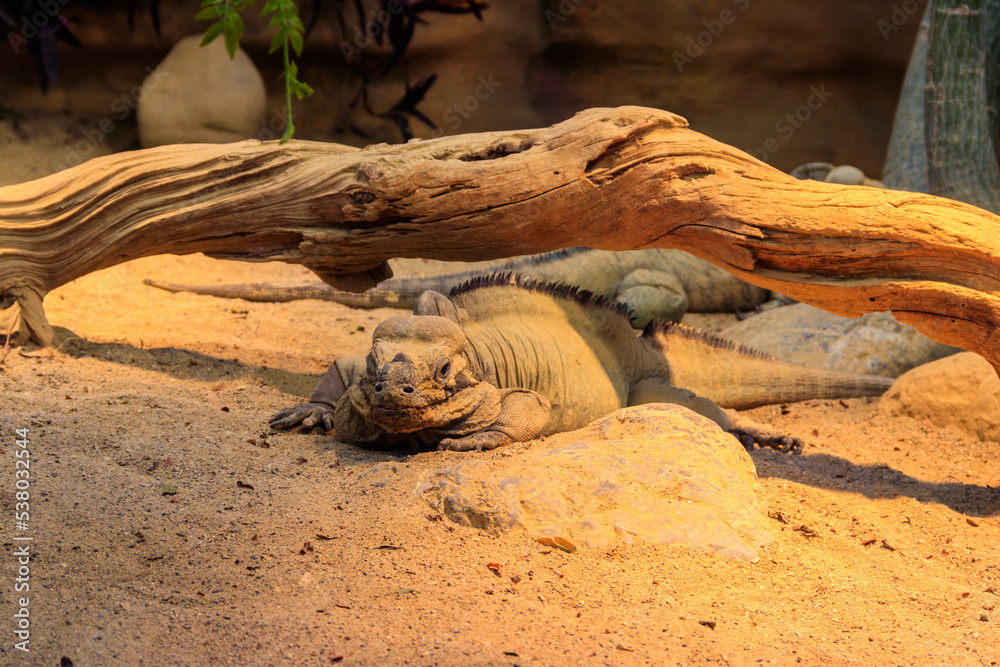 Rhinoceros iguana (Cyclura cornuta) is an endangered species of iguana Rhinoceros iguana (Cyclura cornuta) is an endangered species of iguana