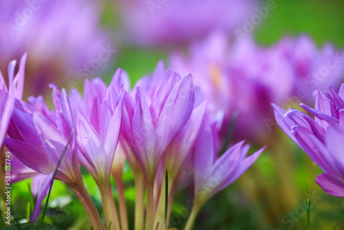 Blooming Colchicum ( autumn Crocus) © liramaigums