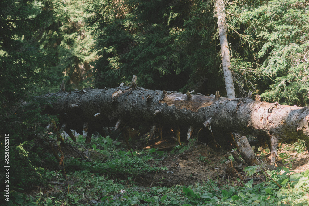 Fototapeta premium Natural Forest of Spruce Trees, summer green spruce trees, rural landscape, beautiful nature scenery on a sunny day, spruce forest and mountain meadow